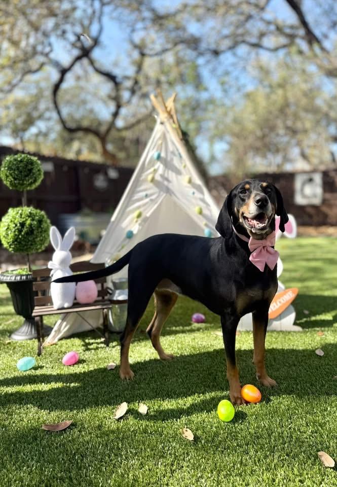 Enlarge Lucille , a Adoptable mixed breed in San Antonio, TX image 3/6