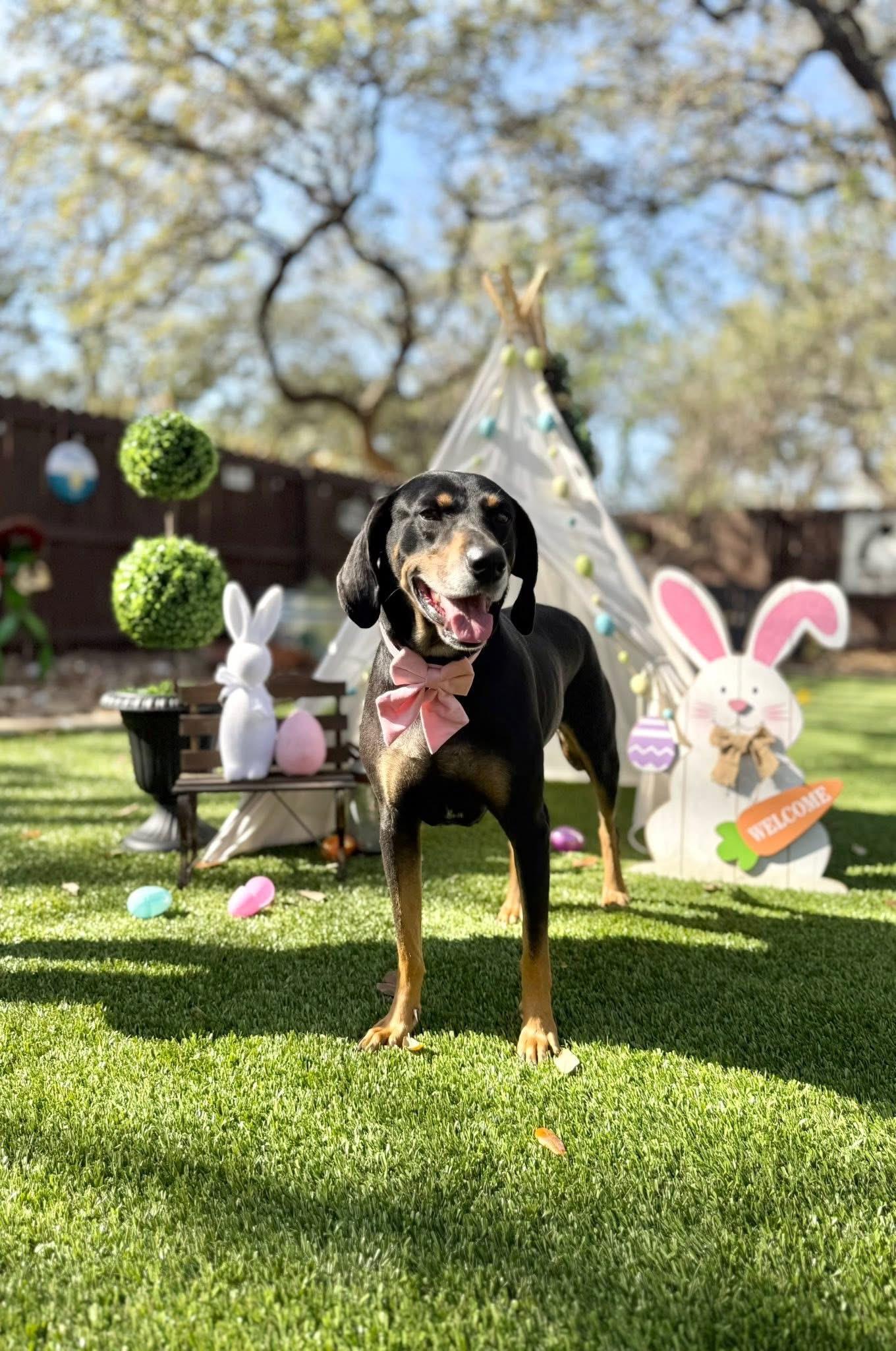 Enlarge Lucille , a Adoptable mixed breed in San Antonio, TX image 6/6