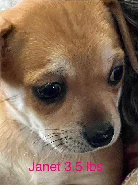 Janet, Adopted, Puppy Female Pekingese & Chihuahua.