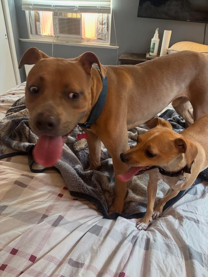 Roman, an adopted mixed breed in Newfoundland, NJ image 5/6