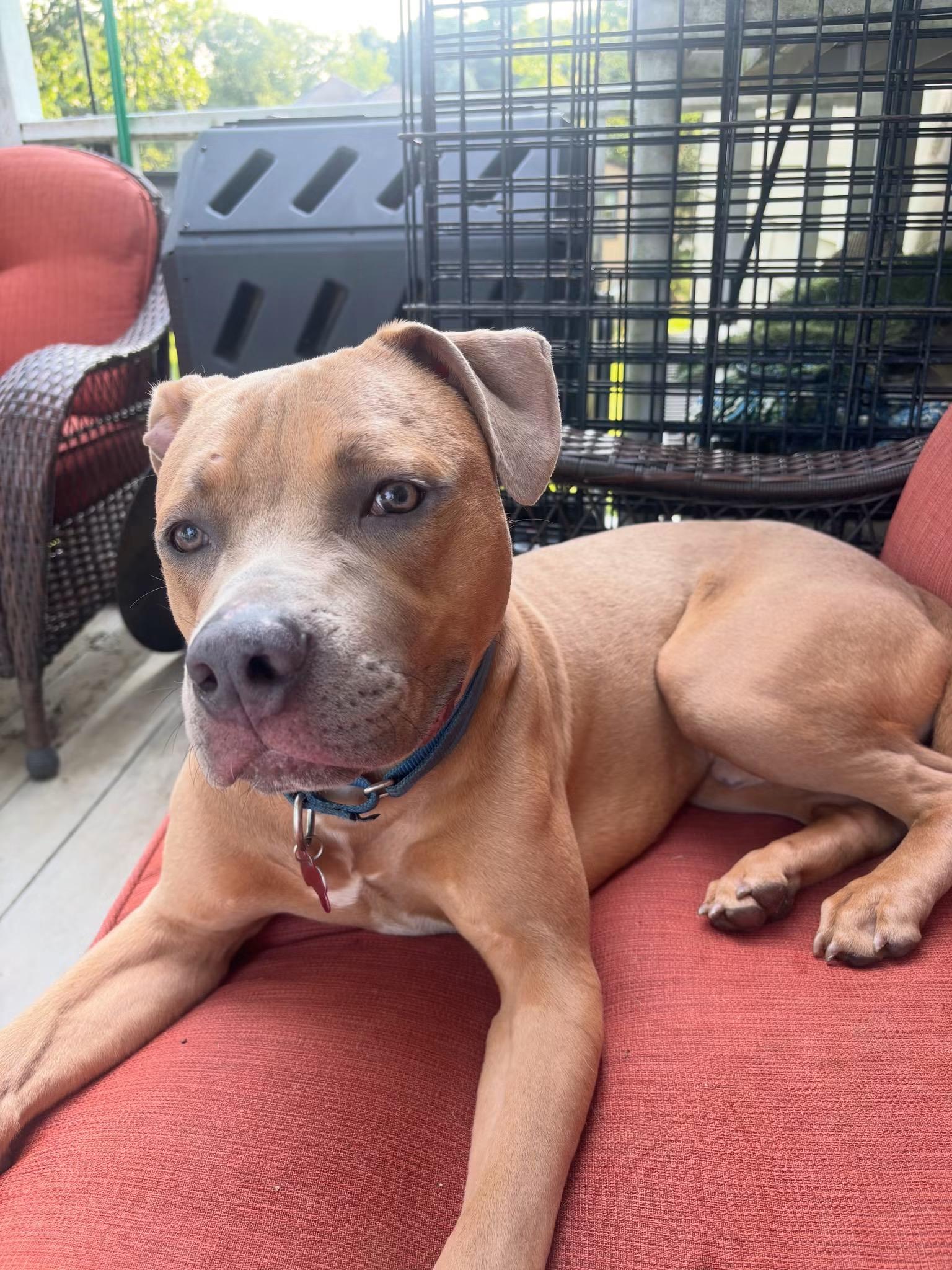 Roman, adopted, Young Male Pit Bull Terrier & Staffordshire Bull Terrier.