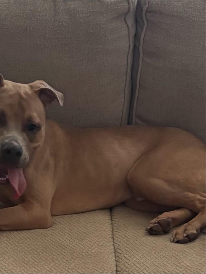 Roman, an adopted mixed breed in Newfoundland, NJ image 6/6