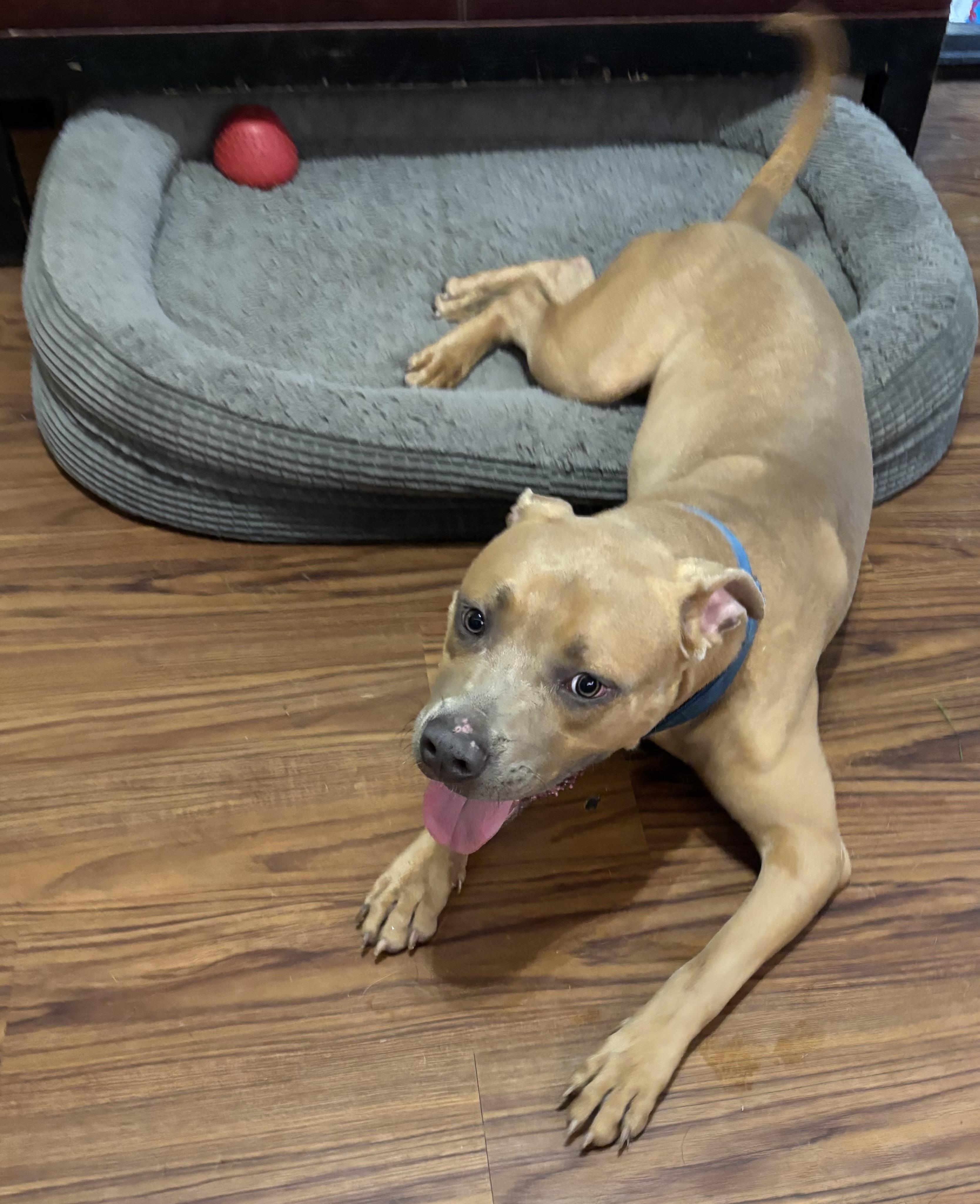 Roman, an adopted mixed breed in Newfoundland, NJ image 2/6