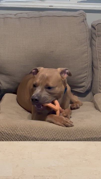 Enlarge Roman, an adopted mixed breed in Newfoundland, NJ video 4/6