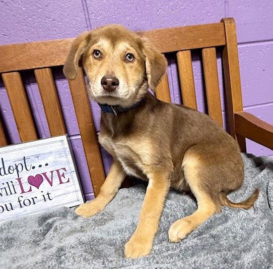 Enlarge **CHUCK**, a Adoptable mixed breed in North Prairie, WI image 1/2