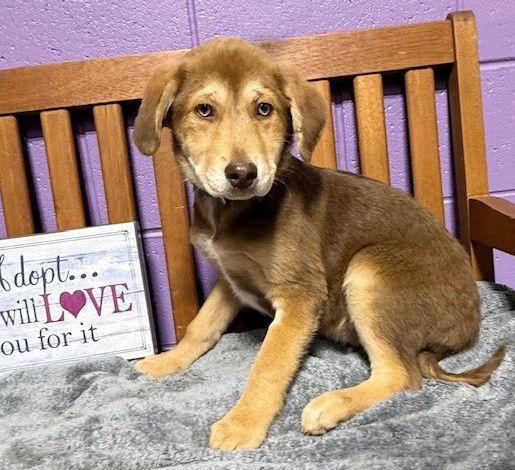 Enlarge **CHUCK**, a Adoptable mixed breed in North Prairie, WI image 2/2