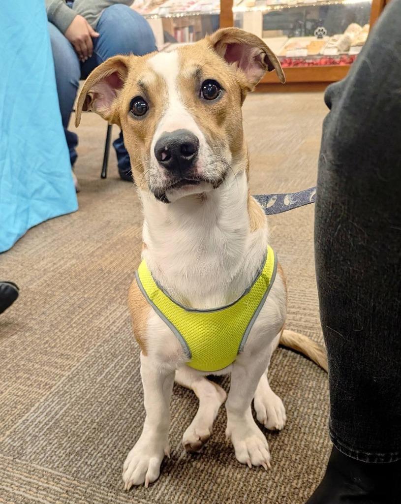 Hank, Adopted, Young Male Dachshund & Jack Russell Terrier.