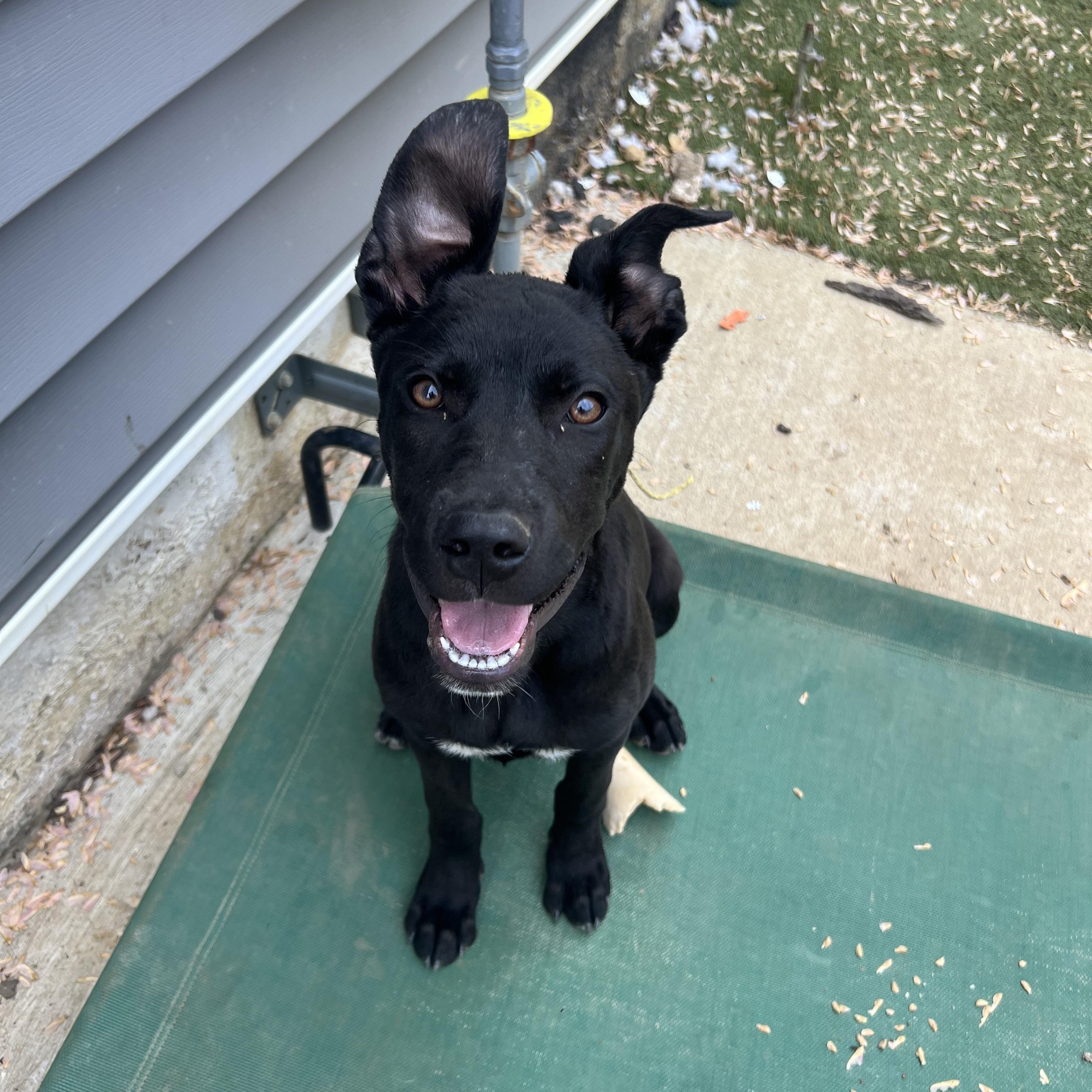 Enlarge Pinot, a ADOPTABLE mixed breed in Alexandria, VA image 1/6