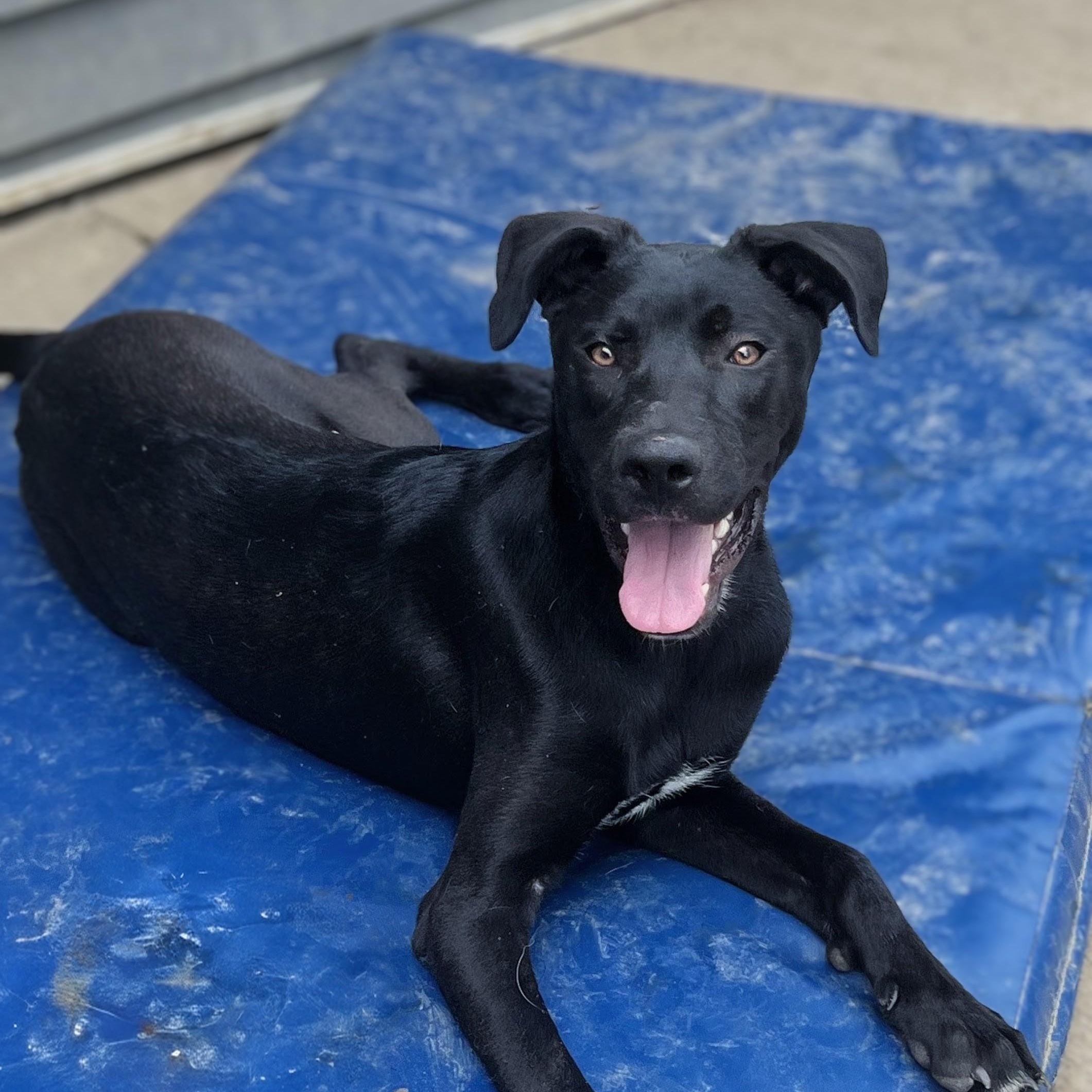 Pinot, ADOPTABLE, Puppy Male Pit Bull Terrier.
