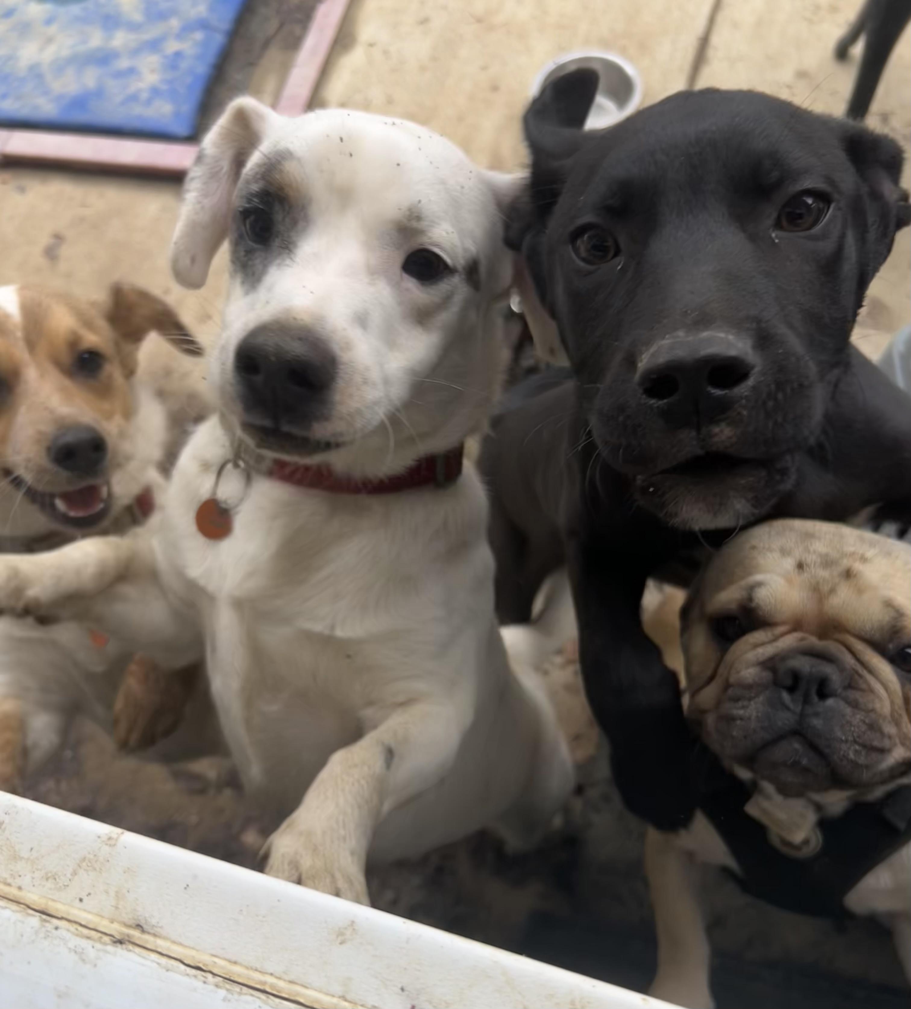 Enlarge Pinot, a ADOPTABLE mixed breed in Alexandria, VA image 5/6