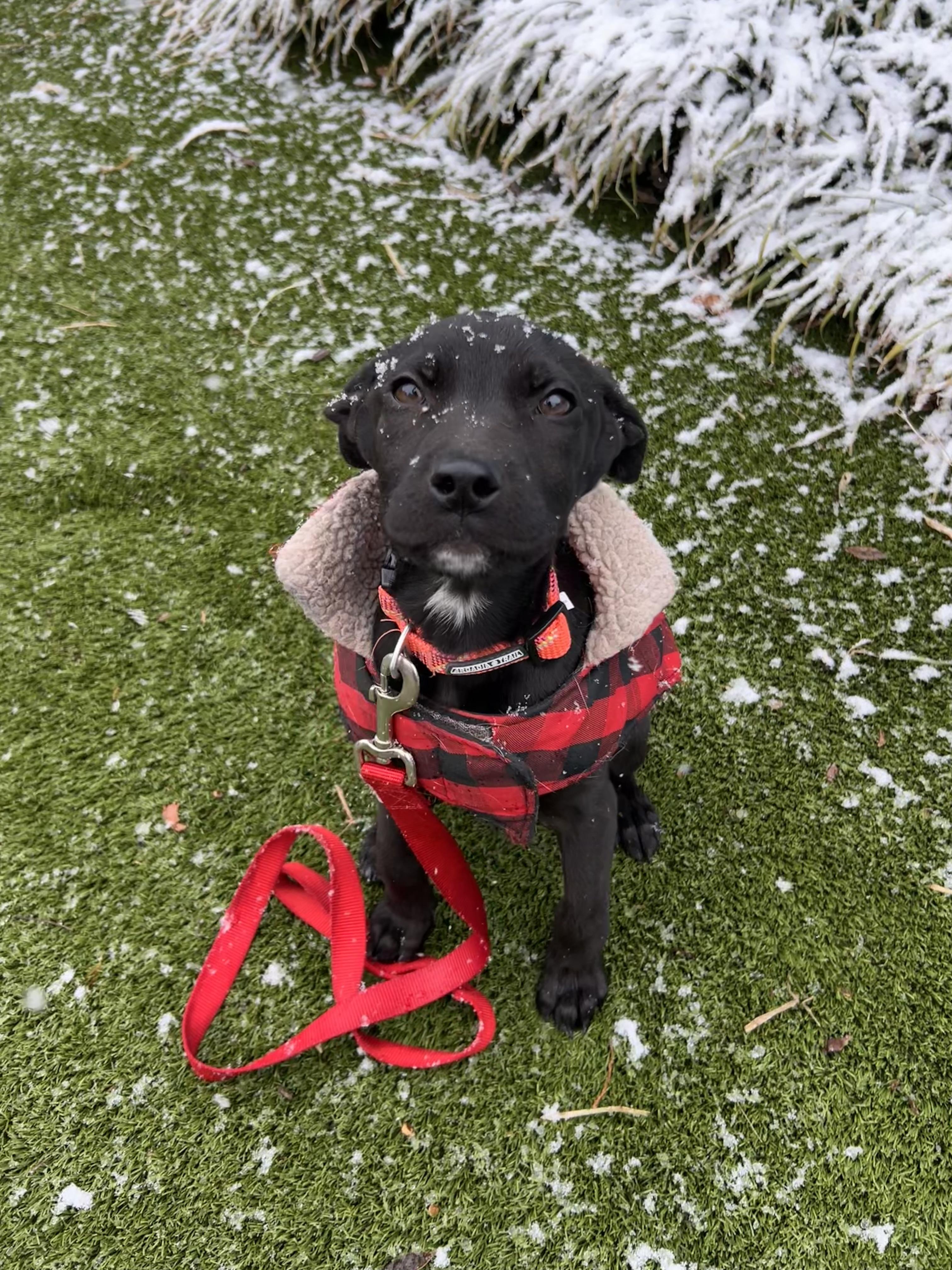 Enlarge Pinot, a ADOPTABLE mixed breed in Alexandria, VA image 4/6