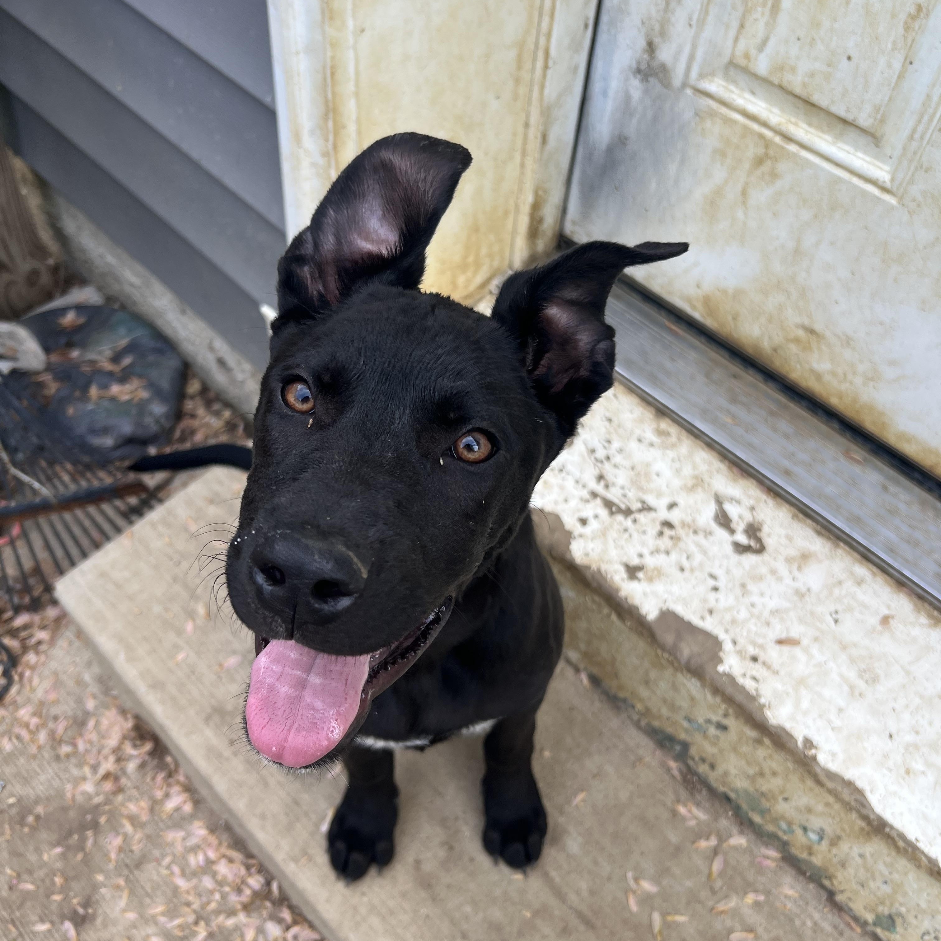 Enlarge Pinot, a ADOPTABLE mixed breed in Alexandria, VA image 6/6