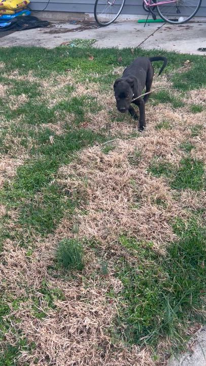Enlarge Pinot, a ADOPTABLE mixed breed in Alexandria, VA video 3/6