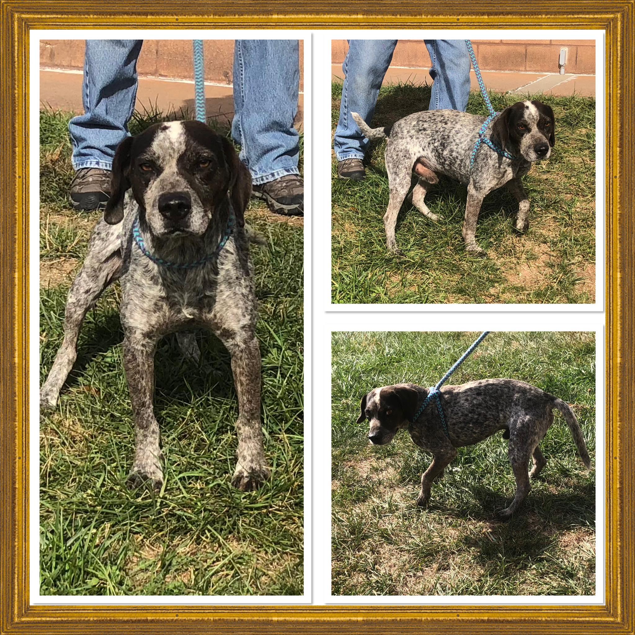 JESSE JAMES, ADOPTABLE, Adult Male Beagle.