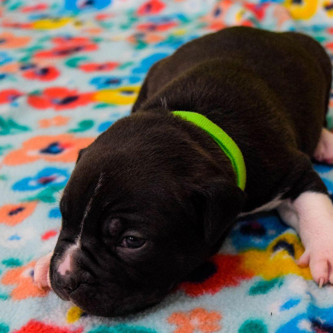 Enlarge Joey, a Adopted Boxer in North Bend, OR image 1/1