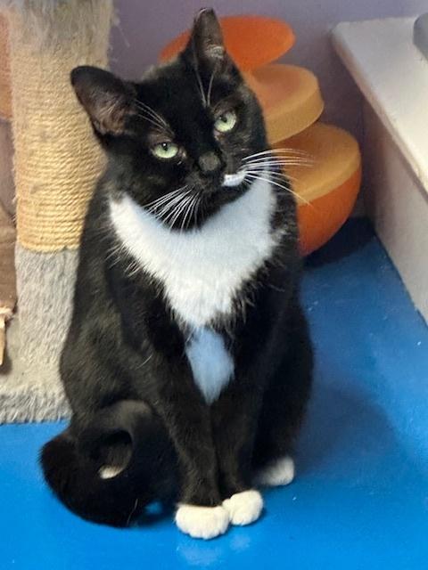 Enlarge Argenta, a ADOPTABLE Domestic Short Hair in Toronto, ON image 1/5