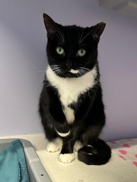 Enlarge Argenta, a ADOPTABLE Domestic Short Hair in Toronto, ON image 2/5