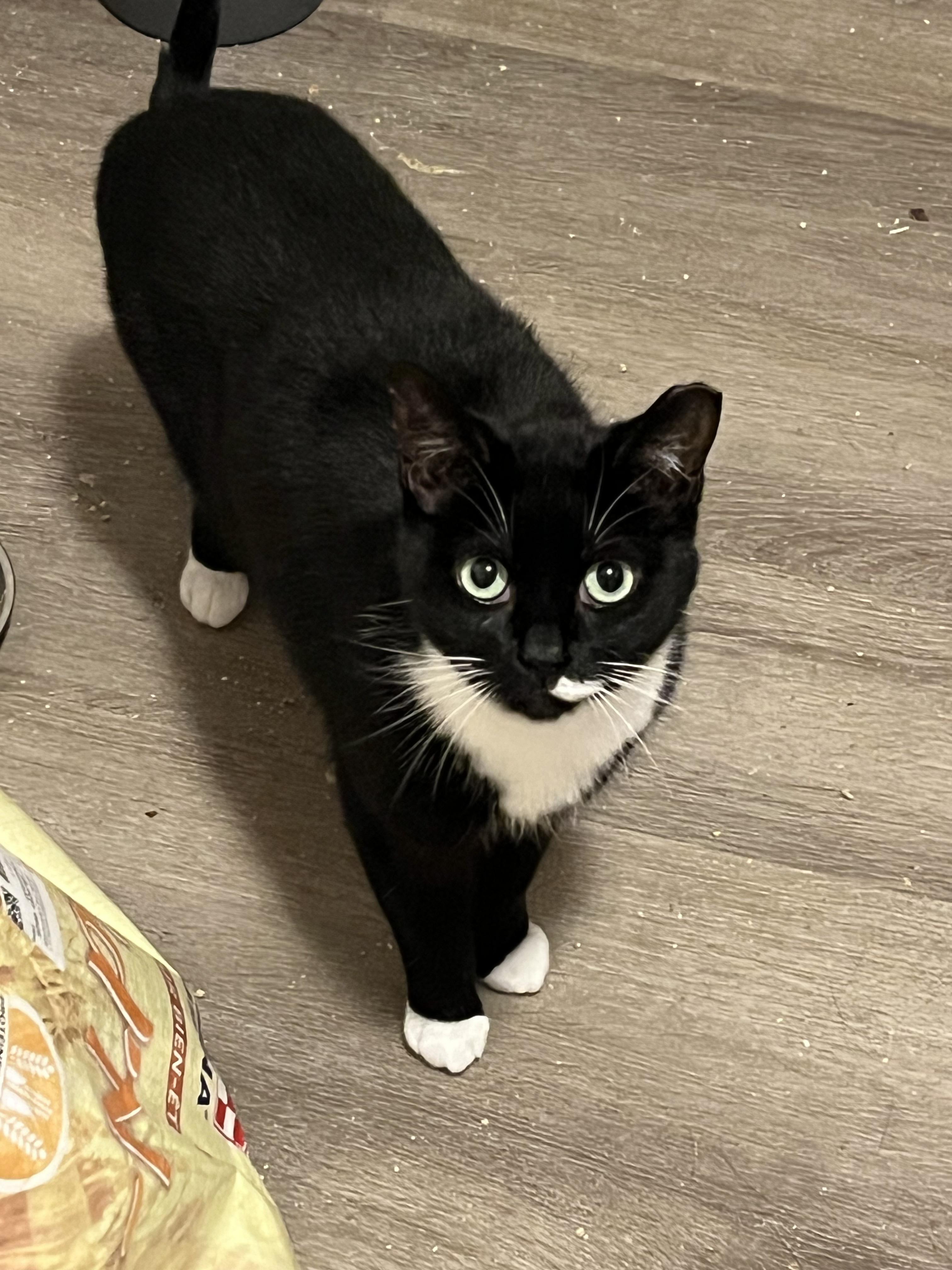Enlarge Argenta, a ADOPTABLE Domestic Short Hair in Toronto, ON image 3/5