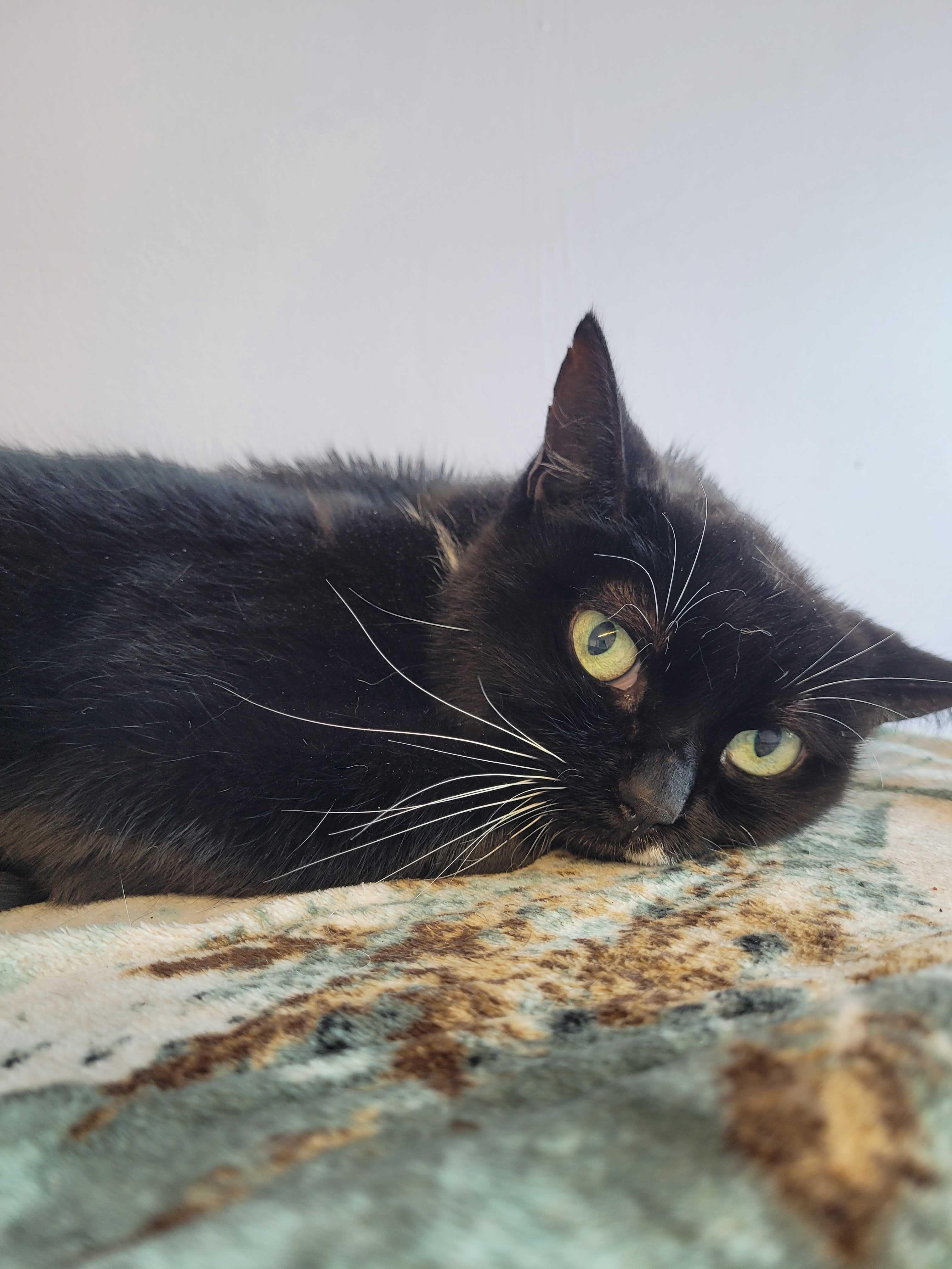 Enlarge Argenta, a ADOPTABLE Domestic Short Hair in Toronto, ON image 4/5