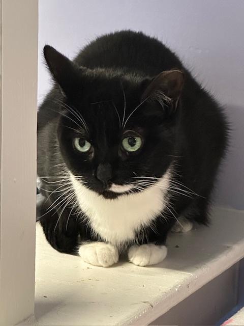 Enlarge Argenta, a ADOPTABLE Domestic Short Hair in Toronto, ON image 5/5