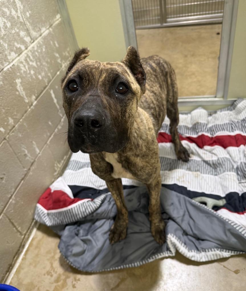 Aurelia, a Adoptable mixed breed in Pierceton, IN image 1/6