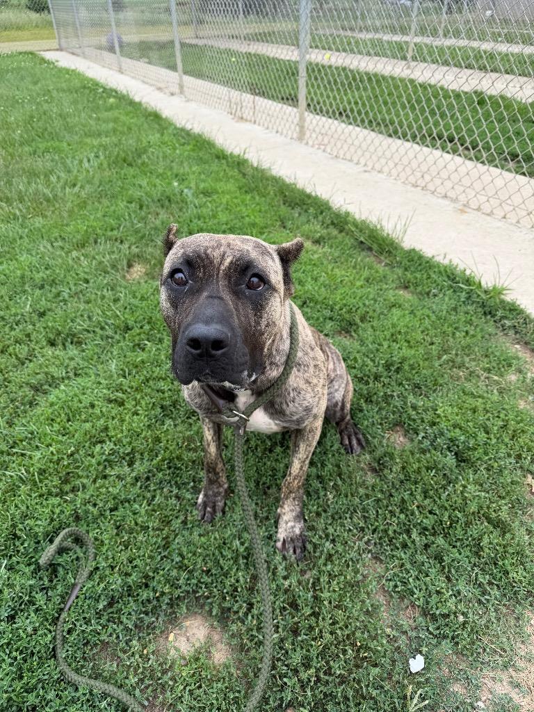 Aurelia, a Adoptable mixed breed in Pierceton, IN image 2/6