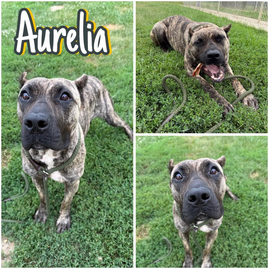 Aurelia, a Adoptable mixed breed in Pierceton, IN image 3/6