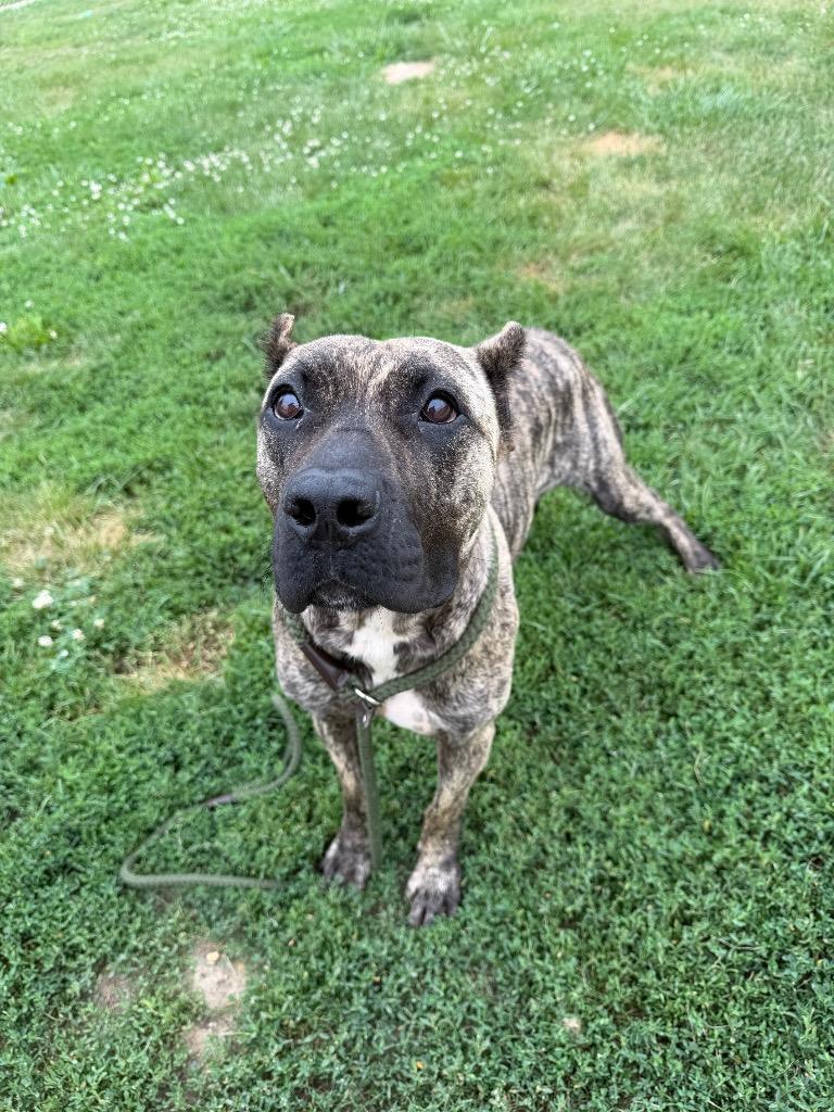 Aurelia, a Adoptable mixed breed in Pierceton, IN image 4/6