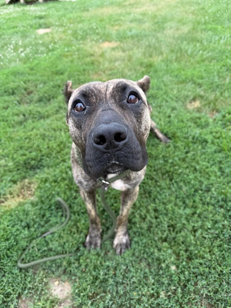 Aurelia, a Adoptable mixed breed in Pierceton, IN image 5/6