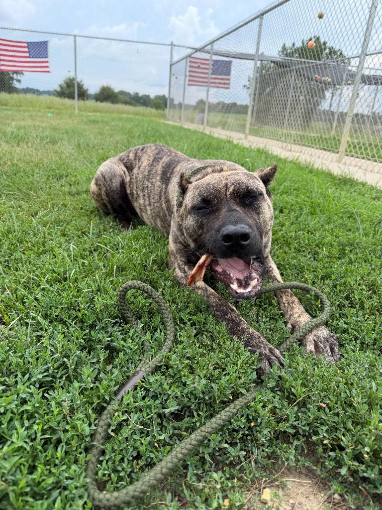 Aurelia, a Adoptable mixed breed in Pierceton, IN image 6/6