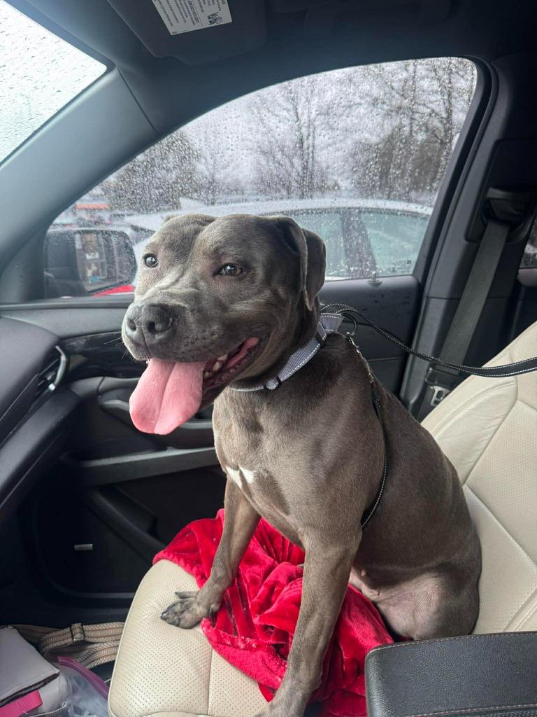 Enlarge Queenie, a Adopted Pit Bull Terrier in Waynesville, GA image 1/1