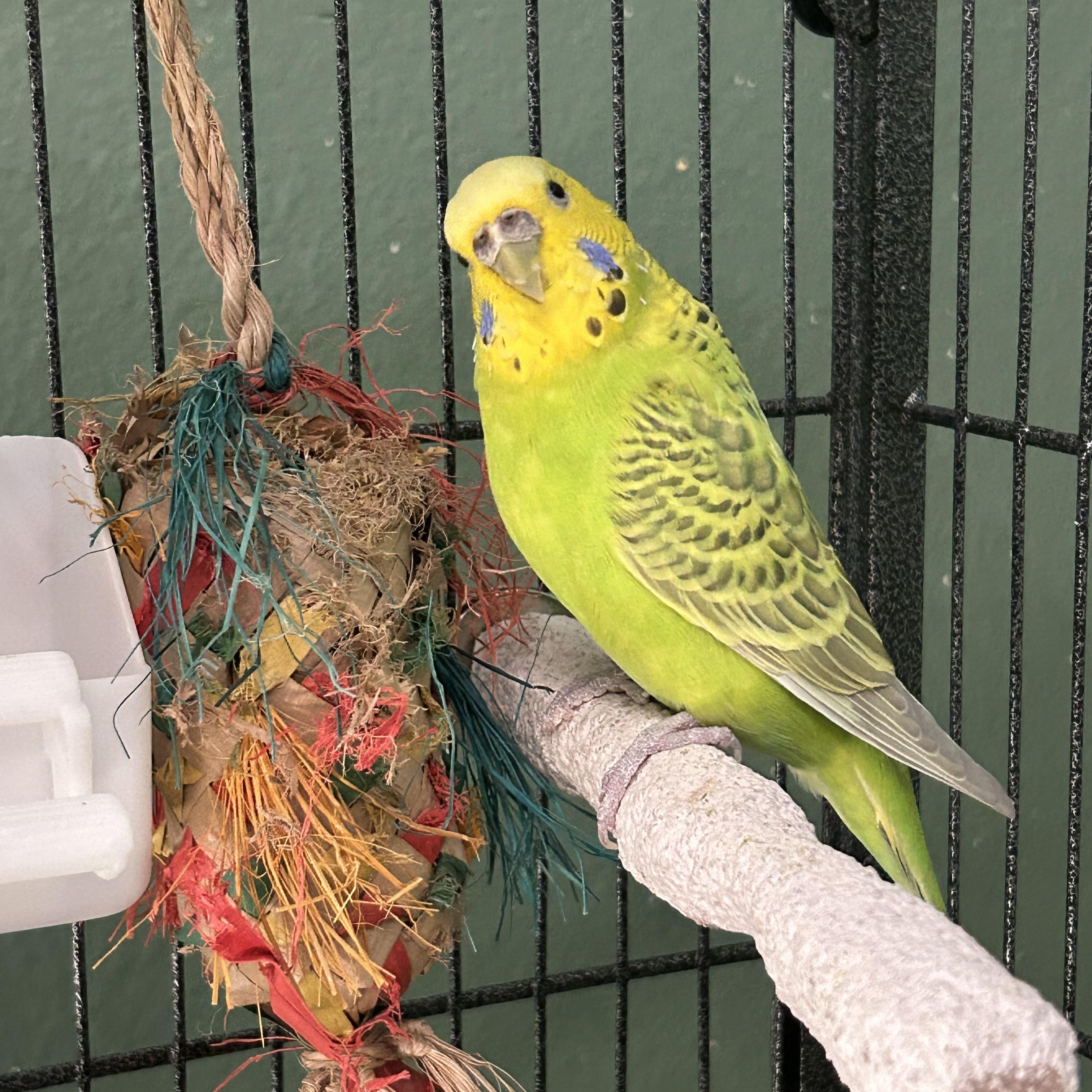 Enlarge Big Bird and Blue Belle, an adoptable Budgie / Budgerigar in Tampa, FL image 3/6