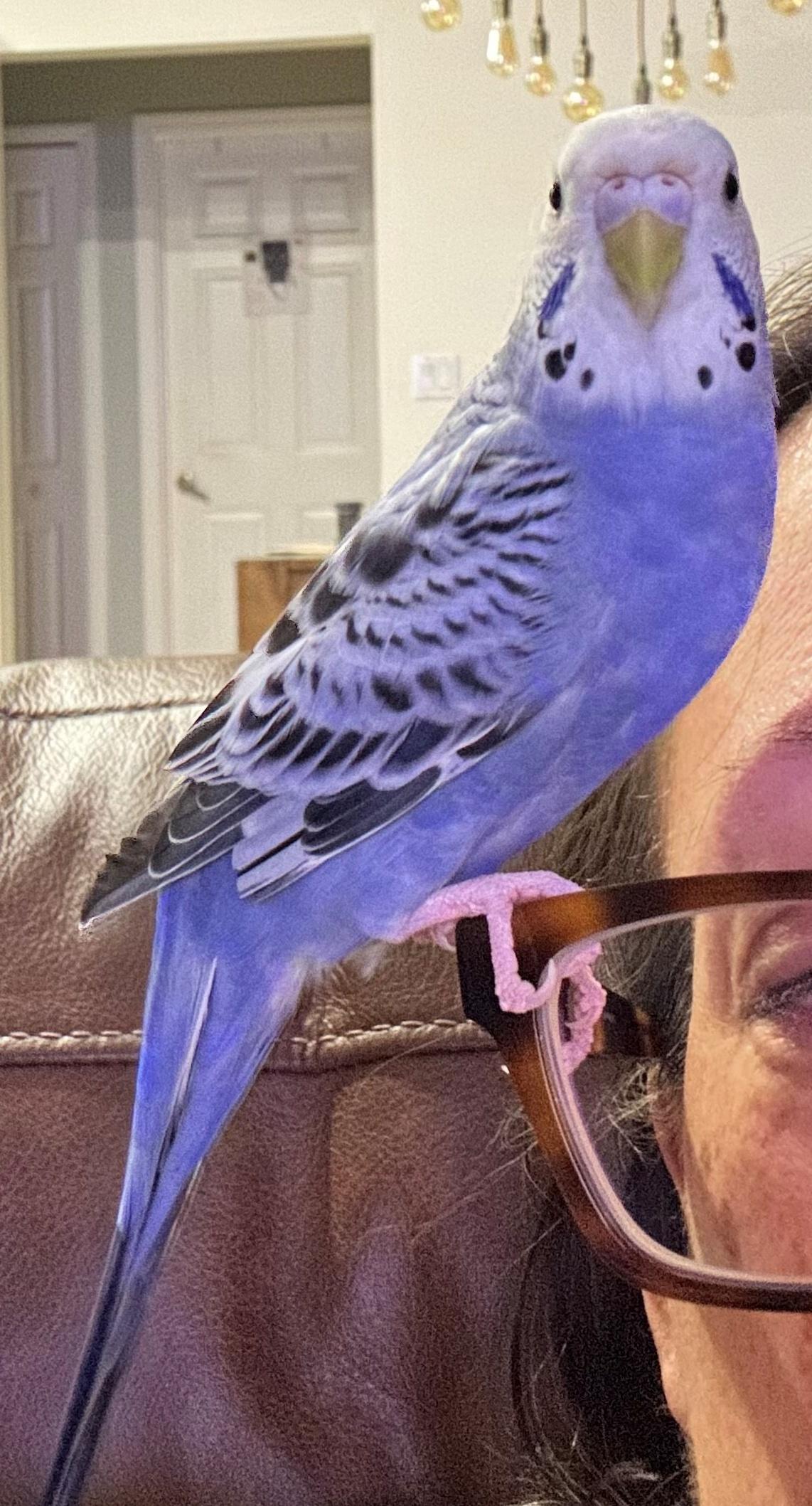 Enlarge Big Bird and Blue Belle, an adoptable Budgie / Budgerigar in Tampa, FL image 2/6