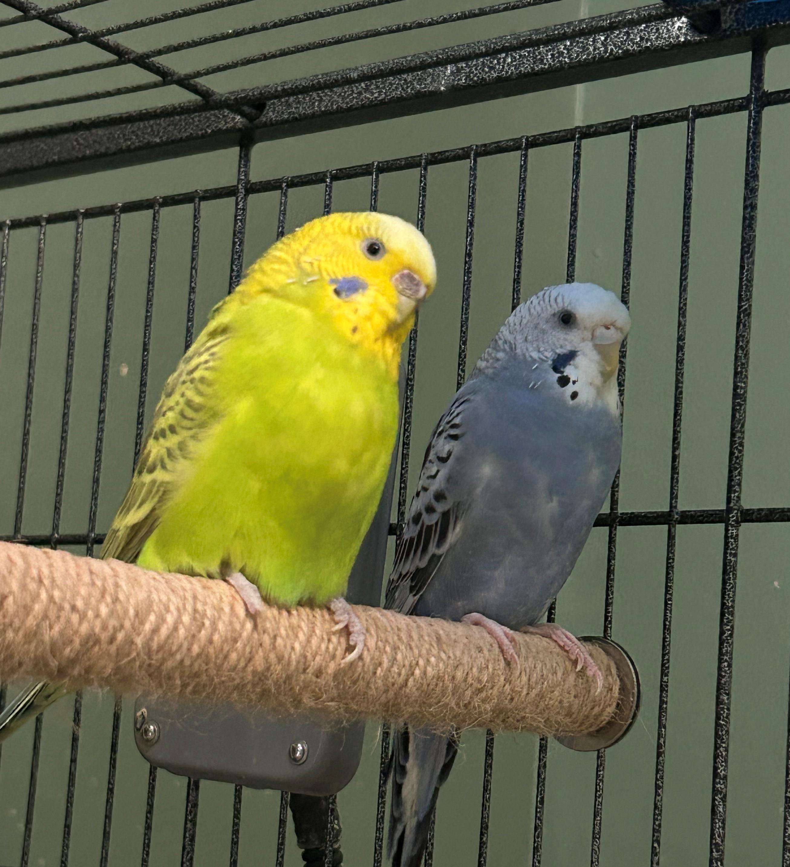 Enlarge Big Bird and Blue Belle, an adoptable Budgie / Budgerigar in Tampa, FL image 4/6