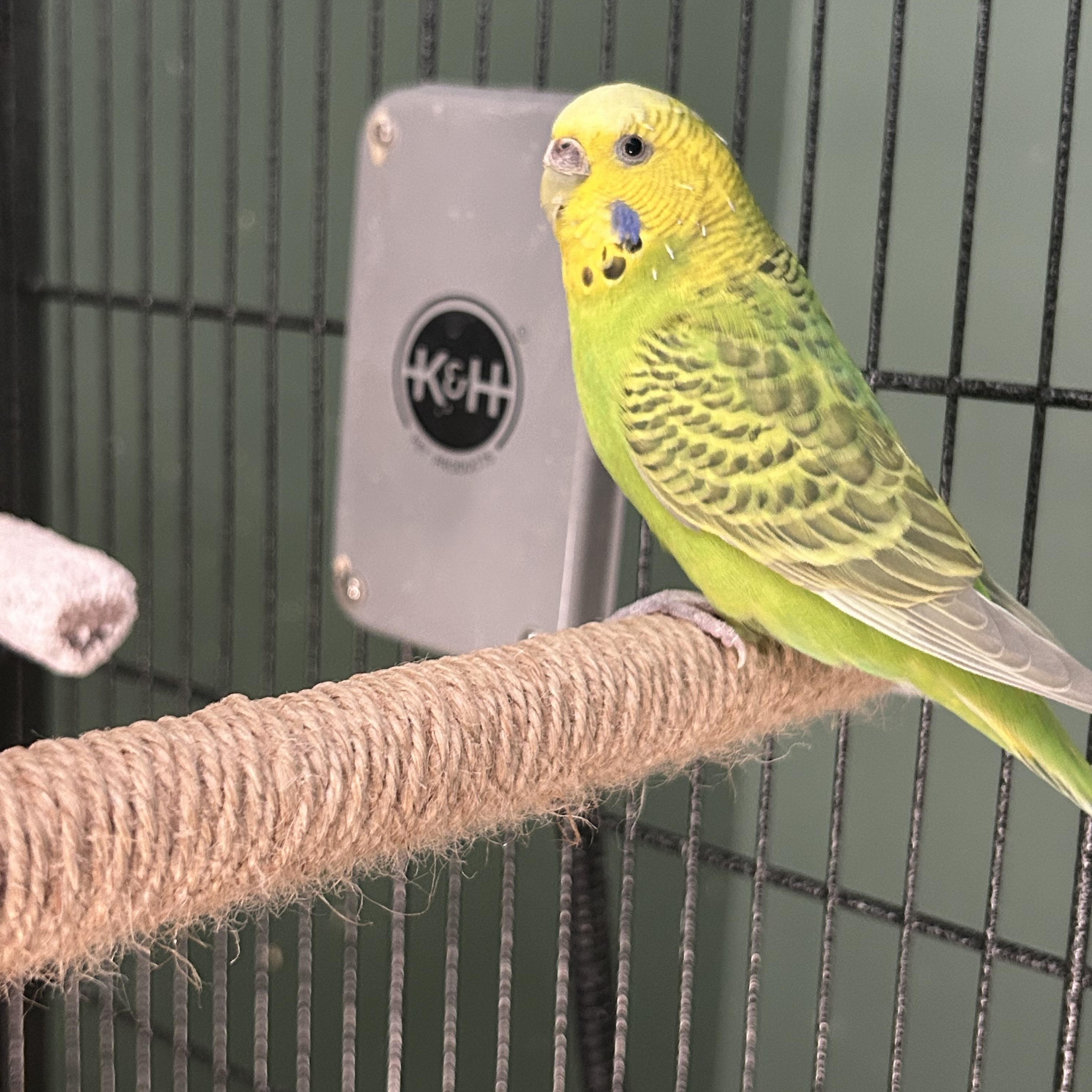 Enlarge Big Bird and Blue Belle, an adoptable Budgie / Budgerigar in Tampa, FL image 6/6