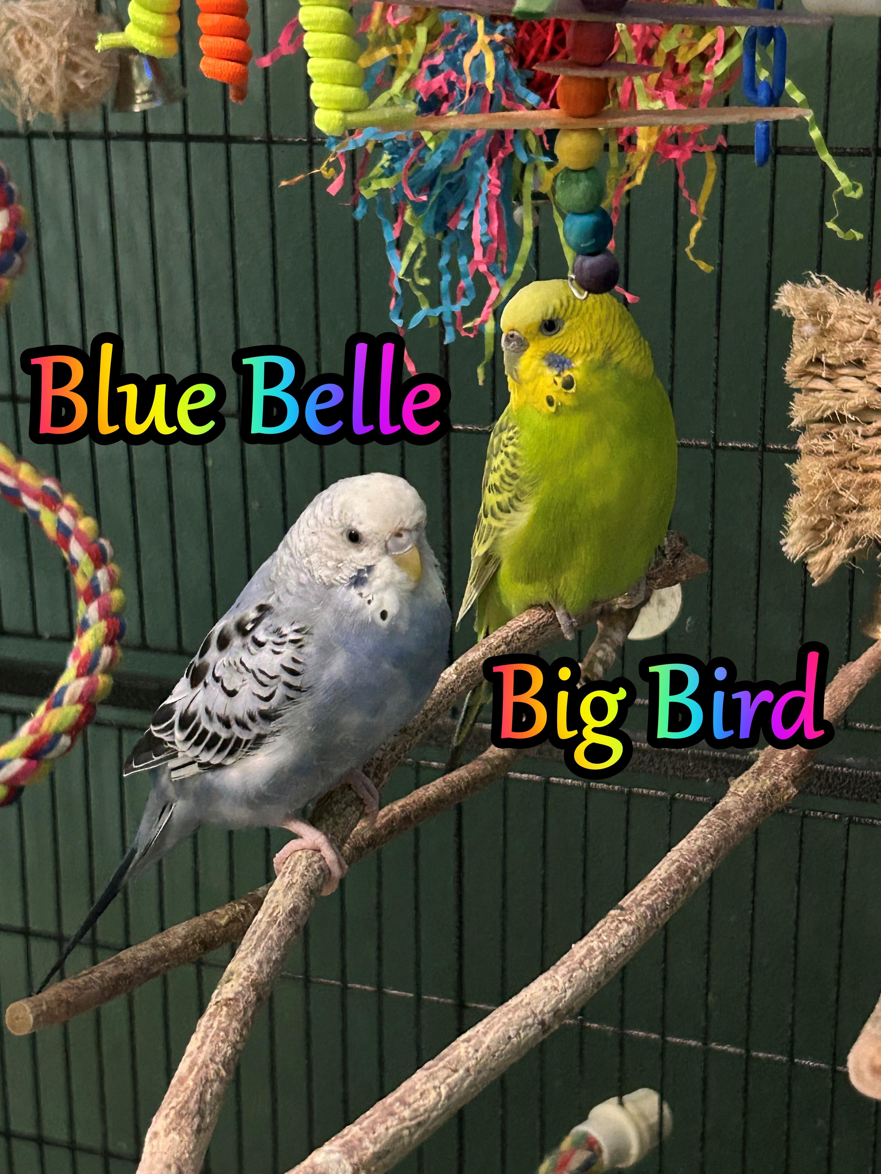 Enlarge Big Bird and Blue Belle, an adoptable Budgie / Budgerigar in Tampa, FL image 1/6