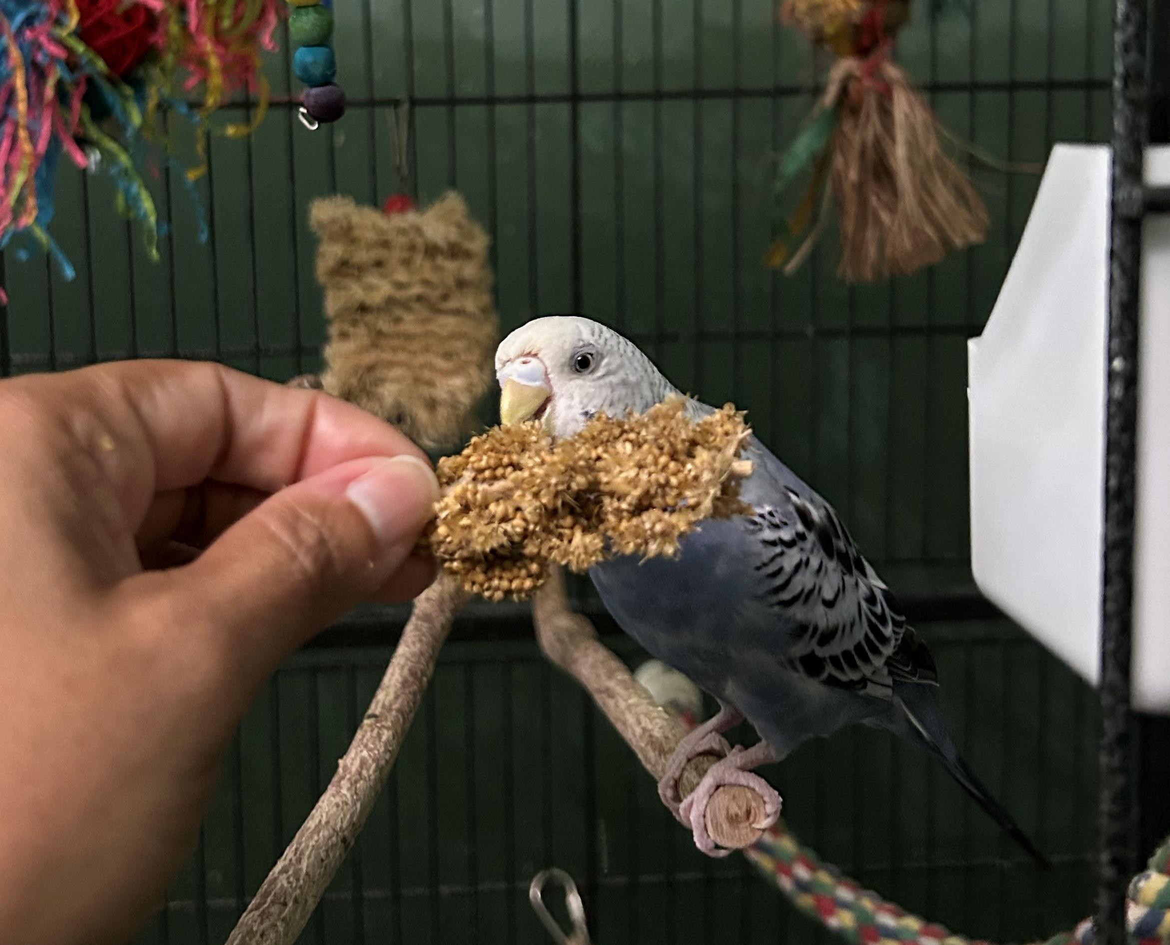 Enlarge Big Bird and Blue Belle, an adoptable Budgie / Budgerigar in Tampa, FL image 5/6