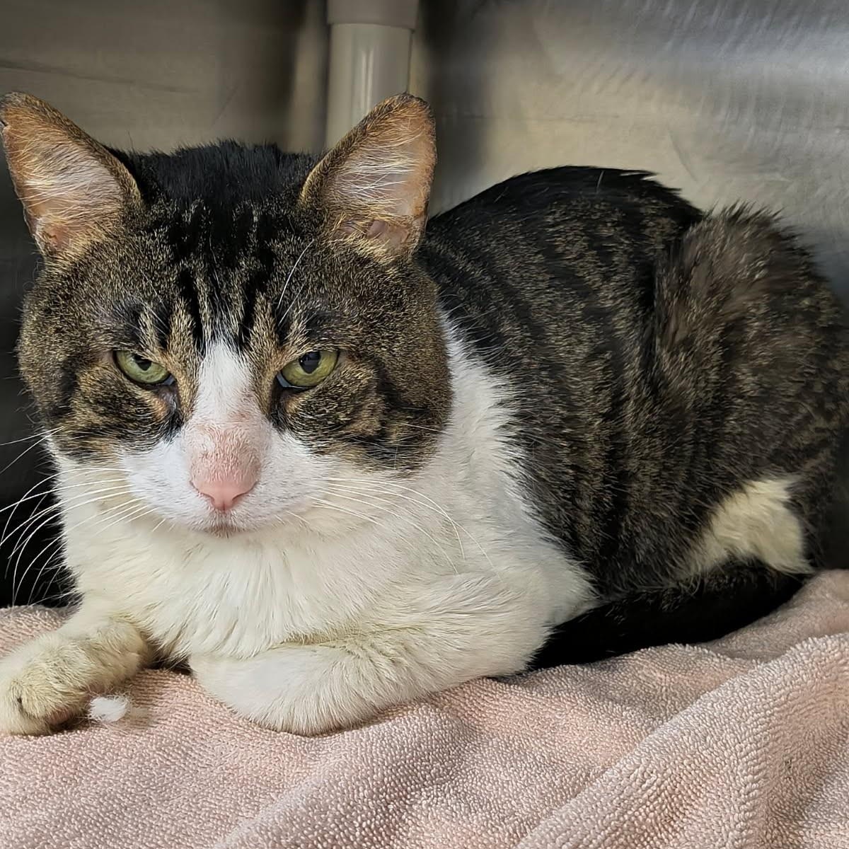 Jerry, ADOPTABLE, Senior Male Domestic Short Hair.