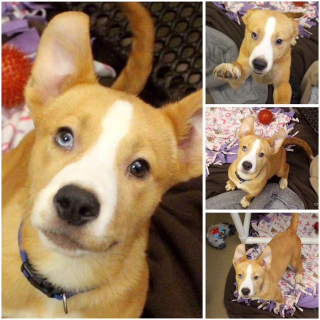 Enlarge ZAZA, a Adoptable mixed breed in Fort Wayne, IN image 1/1