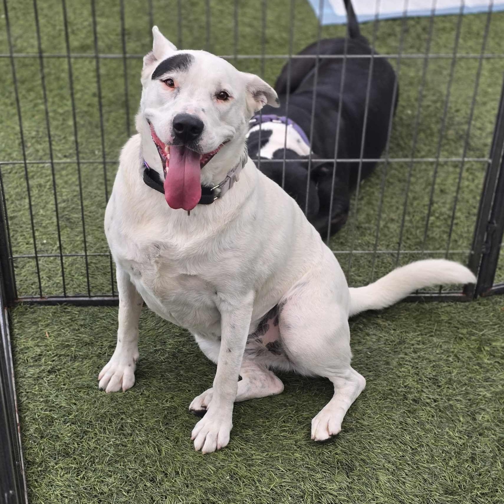 Chola, Adoptable, Young Female Shepherd & Cattle Dog.