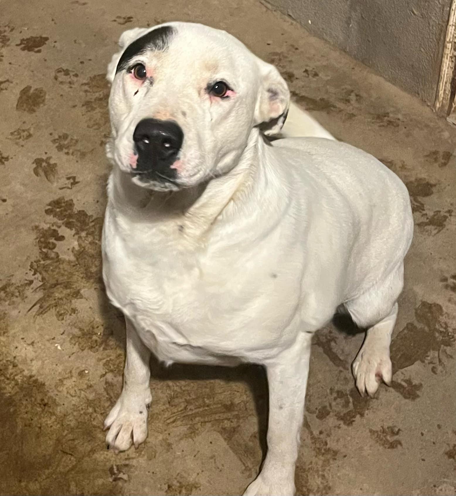 Enlarge Chola, a Adoptable mixed breed in Stockton, CA image 6/6