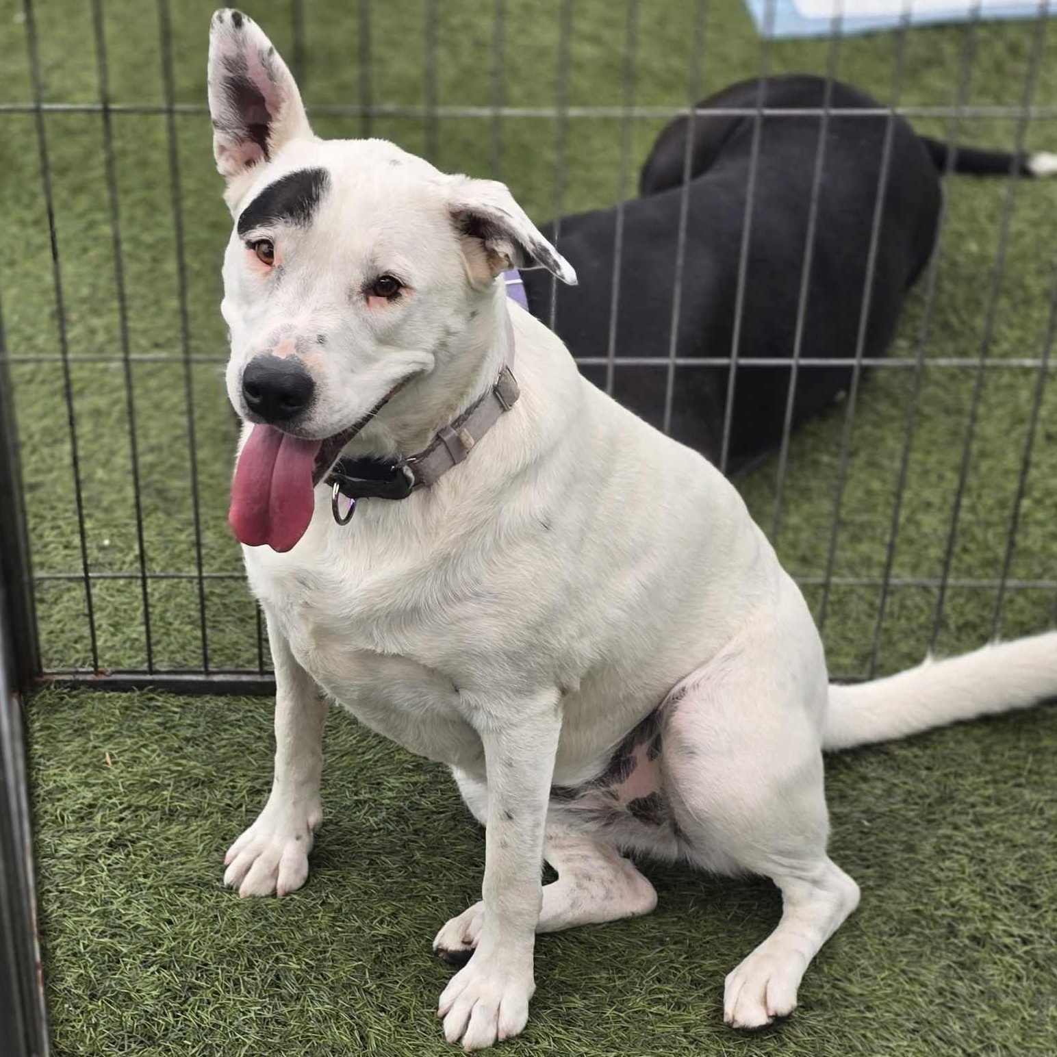 Enlarge Chola, a Adoptable mixed breed in Stockton, CA image 2/6