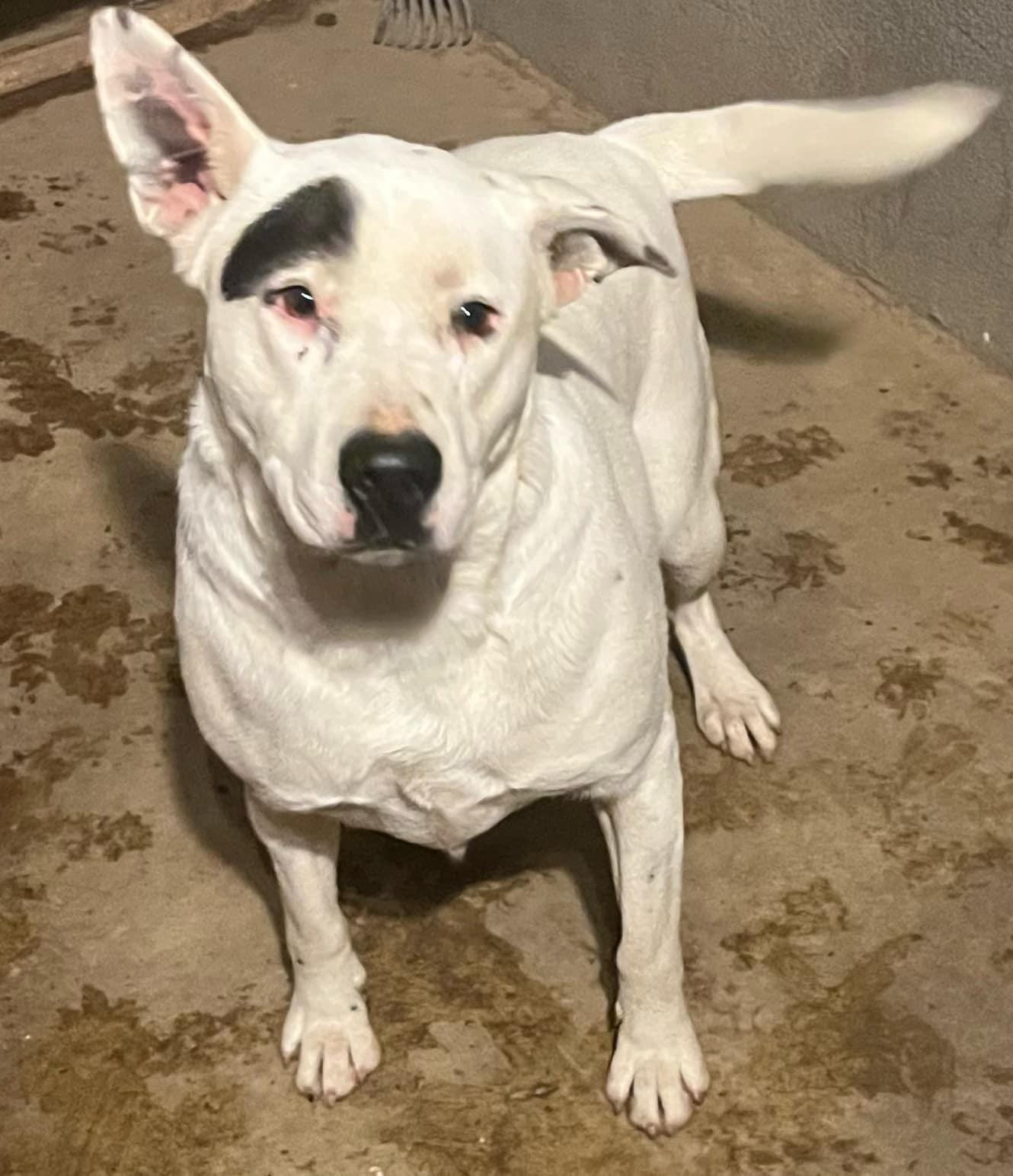 Enlarge Chola, a Adoptable mixed breed in Stockton, CA image 4/6