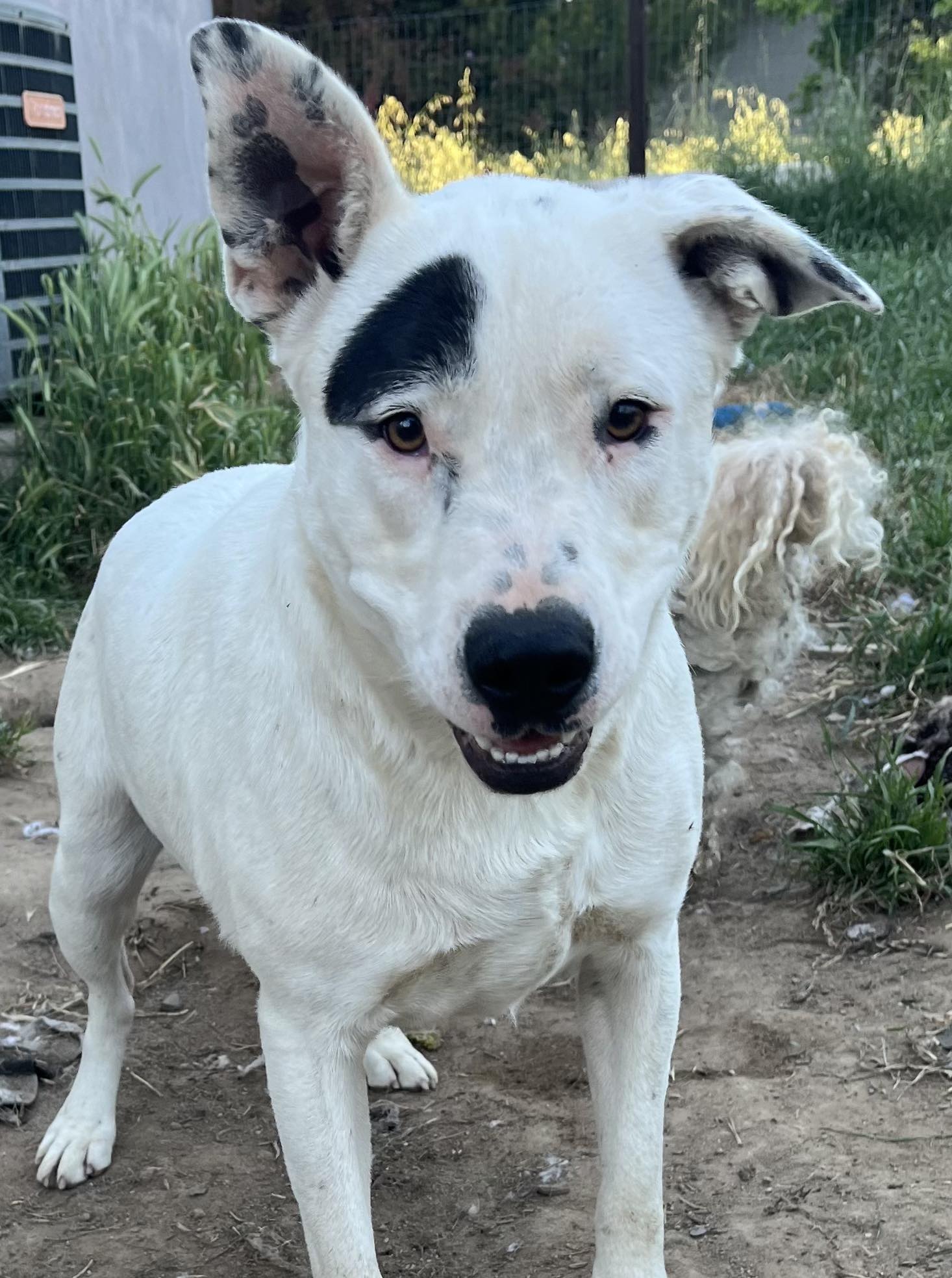 Enlarge Chola, a Adoptable mixed breed in Stockton, CA image 3/6