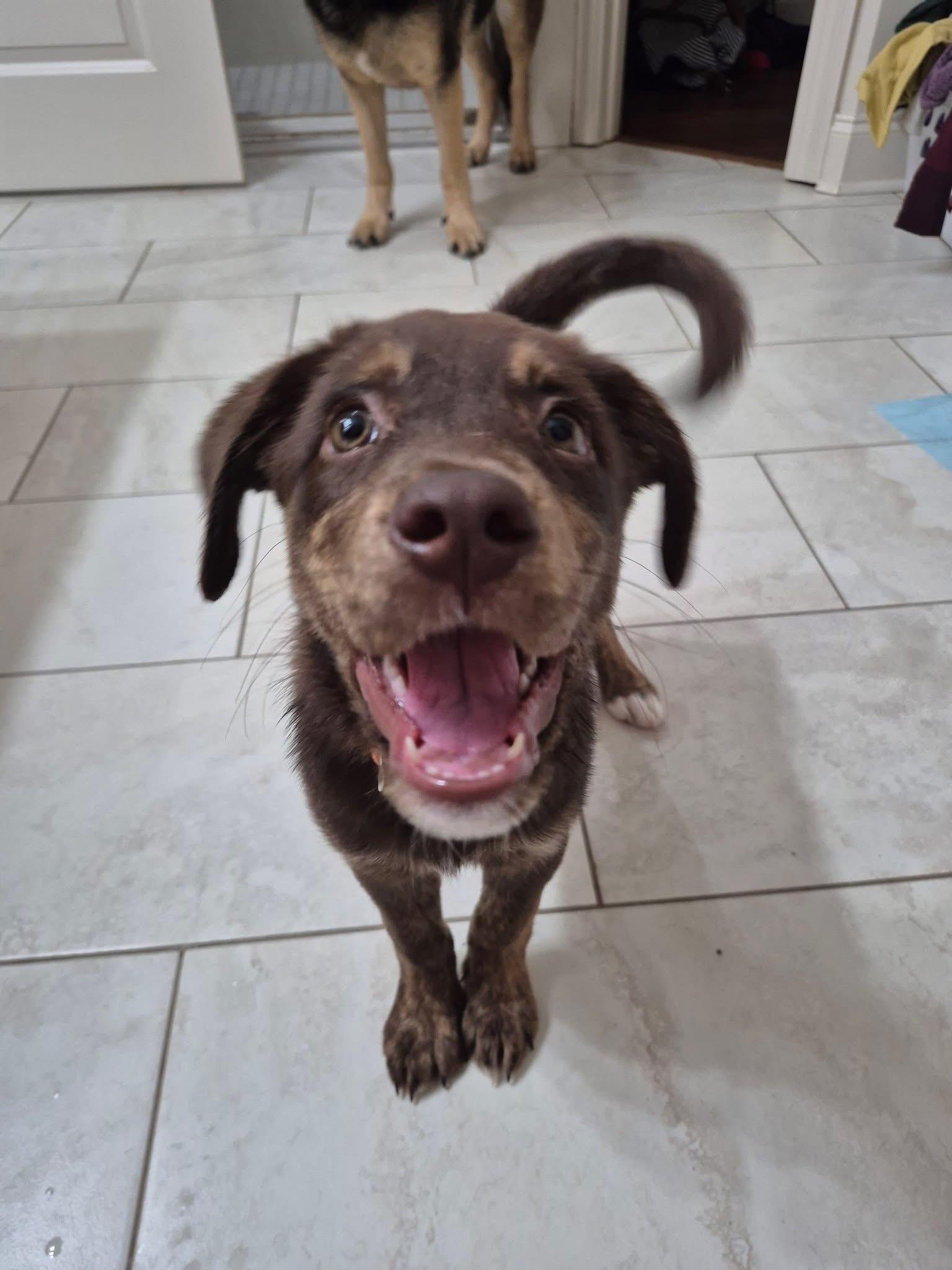Enlarge Brownie, a Adopted mixed breed in Walker, LA image 3/4