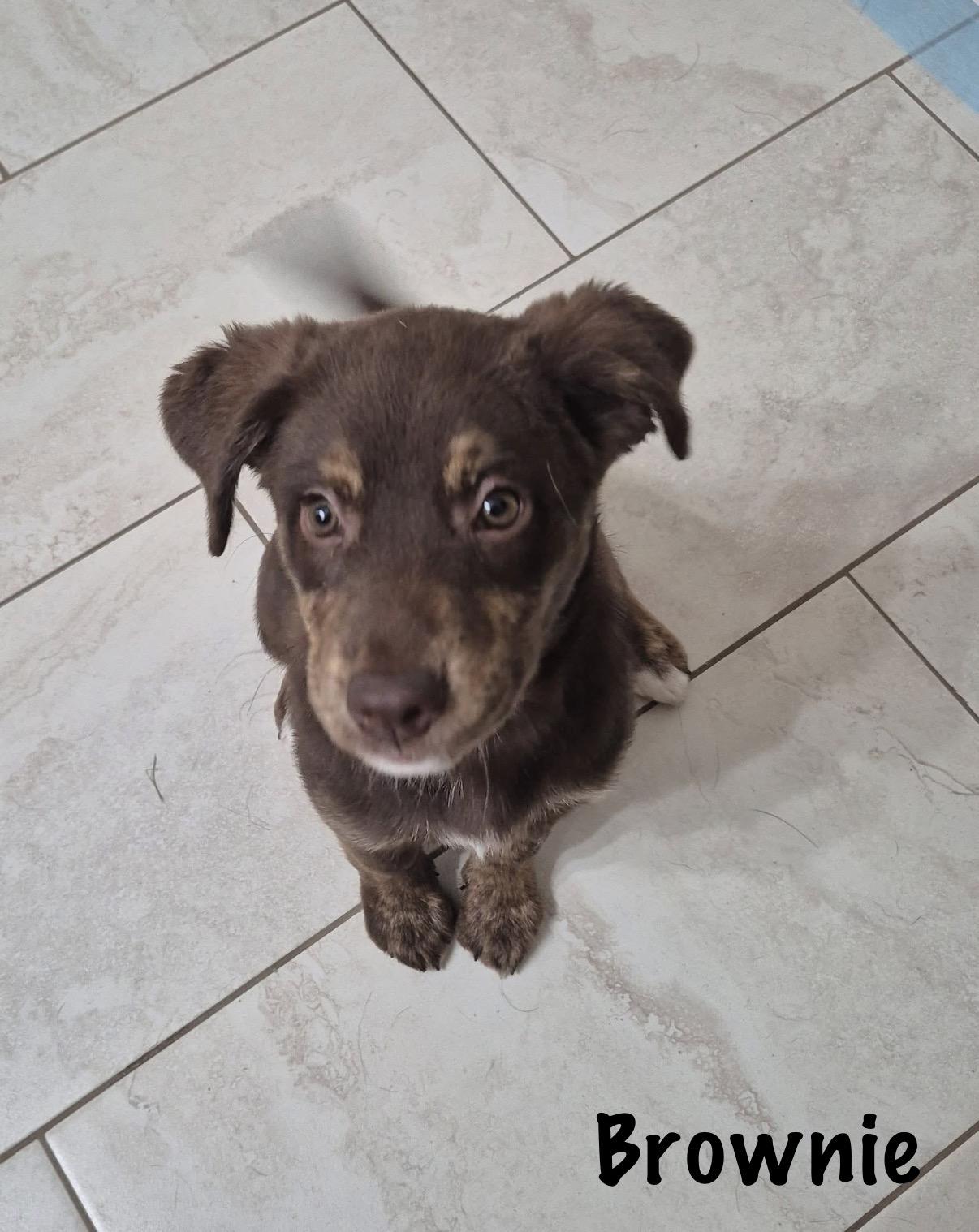 Enlarge Brownie, a Adopted mixed breed in Walker, LA image 2/4