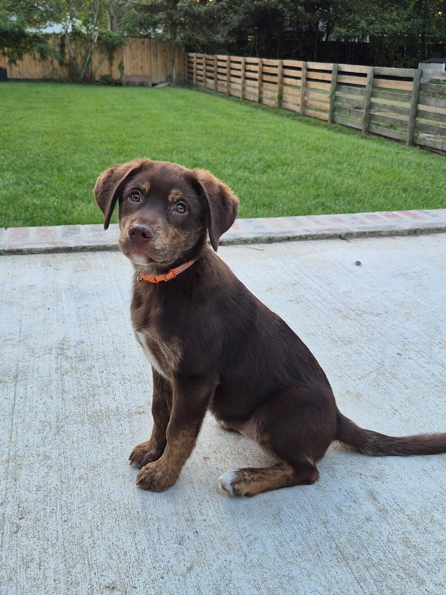 Brownie, Adoptable, Puppy Female Chocolate Labrador Retriever.