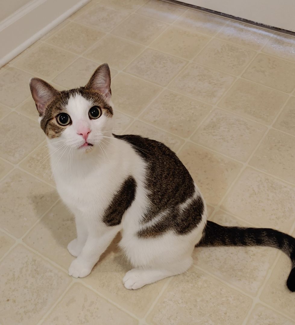 Ra, Adoptable, Adult Male Domestic Short Hair.