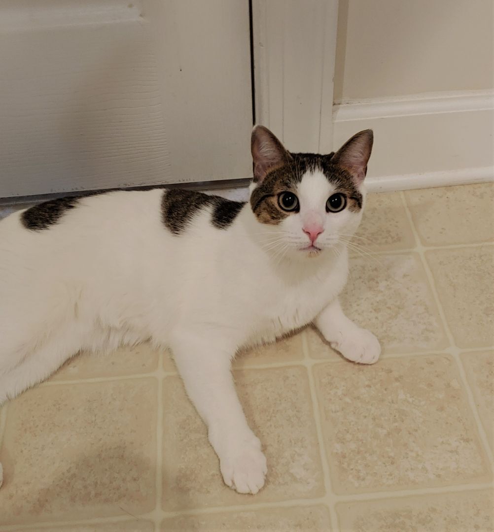 Ra, a Adoptable Domestic Short Hair in Wilmington, NC image 3/6