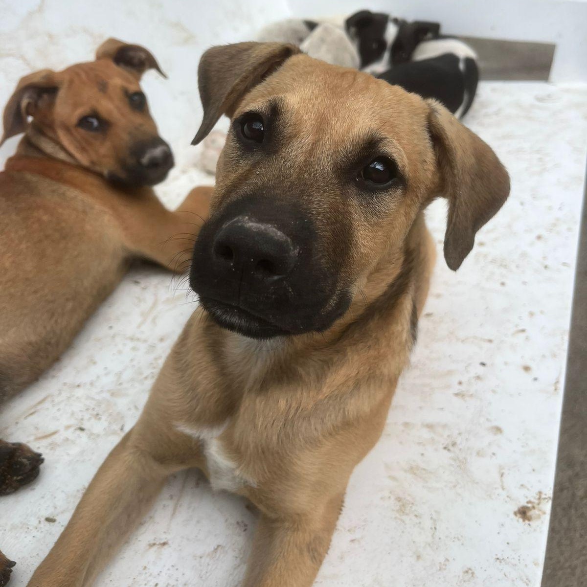 Enlarge kuzco, a ADOPTABLE Mixed Breed in Thornhill, ON image 5/6